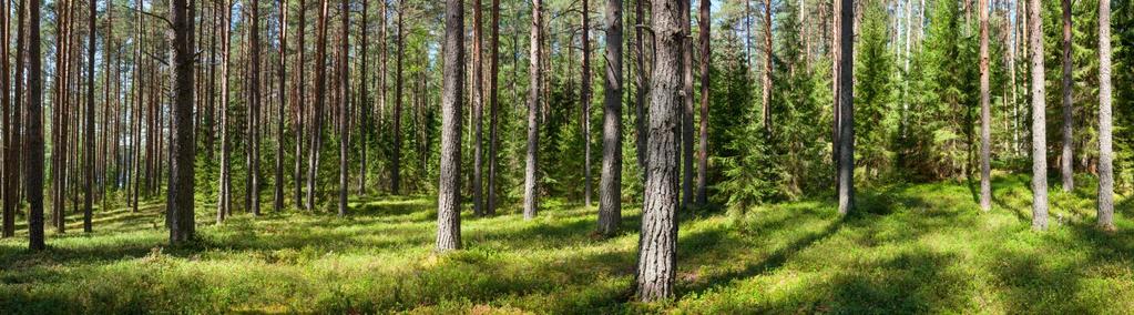 Skogen som ressurs Fotosyntesen er grunnlaget for alt liv på jorda Forsvarlig