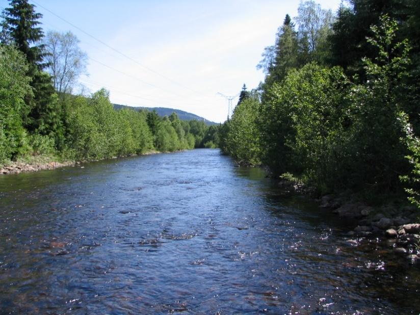 Sørkedalselva var tidligere sterkt påvirket av tømmerfløtning. Vassdraget oppstrøms muslingforekomstene ble rensket utallige ganger.