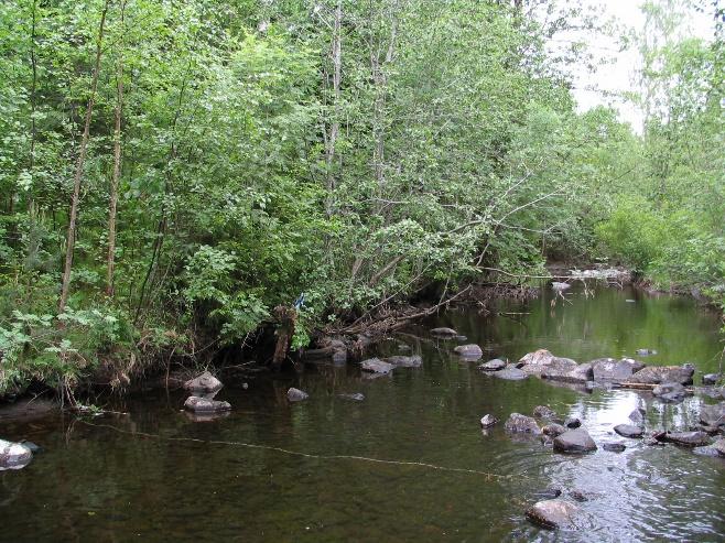 Lengdefordeling Lengdefordelingen av levende elvemusling ble undersøkt på én av de ordinære overvåkingsstasjonene i Hoenselva i 18 (stasjon 6, se figur 4 og ).