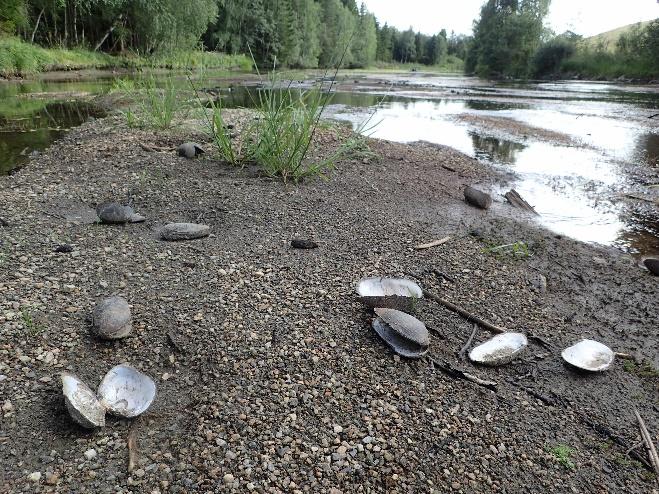 Figur 1. Tomme skall var vanlig å finne flere steder langs Figga i 18. Mange av muslingene sto i normal posisjon i substratet og har sannsynligvis omkommet på grunn av innfrysing.