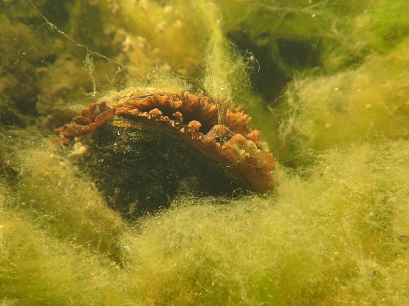Figur 3. Elvemusling dekket av et tett algeteppe. Pent å se på, men antagelig strevsomt for muslingen. Foto: Bjørn Mejdell Larsen. Figga er undersøkt tidligere i 1999 og 9 (Larsen et al. b; 11).