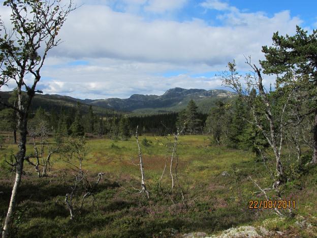 I vest avgrenses den av elven Digeråi, i Nord når planområdet til skogs- ag anleggsveien Kvamslivegen som kommer fra Fv.