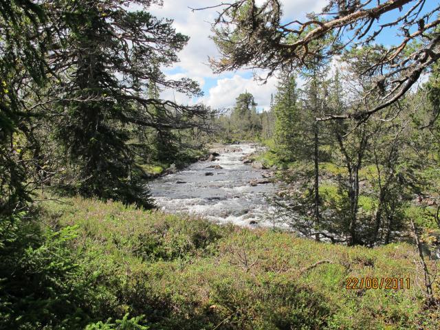 TERRENGET Terrenget er preget av glissen fjellskog og større myrlendte partier med små åpne vann.