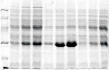 Time (h) Mw (kda) 97 66 5 3 GFP Mw (kda) 97 66 5 3 GFP.1.