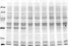 (ptac99gfp)(pad99gfp)(pup99gfp) M 5 5 5 1 No induction (b) Induction Figure 5: The effect of the recombinant protein