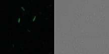 For the control, cells harboring the plasmid containing tac promoter were added with 1 mm IPTG at the same values of