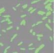 Control 35 Fluorescence unit 3 5 15 ptac99gfp pad99gfp 5 Control ptac99gfp pad99gfp (a) (b) Figure 6: The