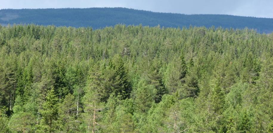 Stortinget har vedtatt et mål om 10 % skogvern. Det er miljødirektoratet som gjennomfører prosessen og i dag er det vernet 4,8 %.