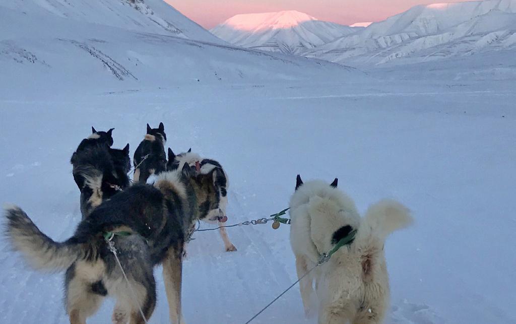 Hundene vil bjeffe av utålmodighet, men så snart vi kommer i gang vil den arktiske stillheten senke seg over oss.
