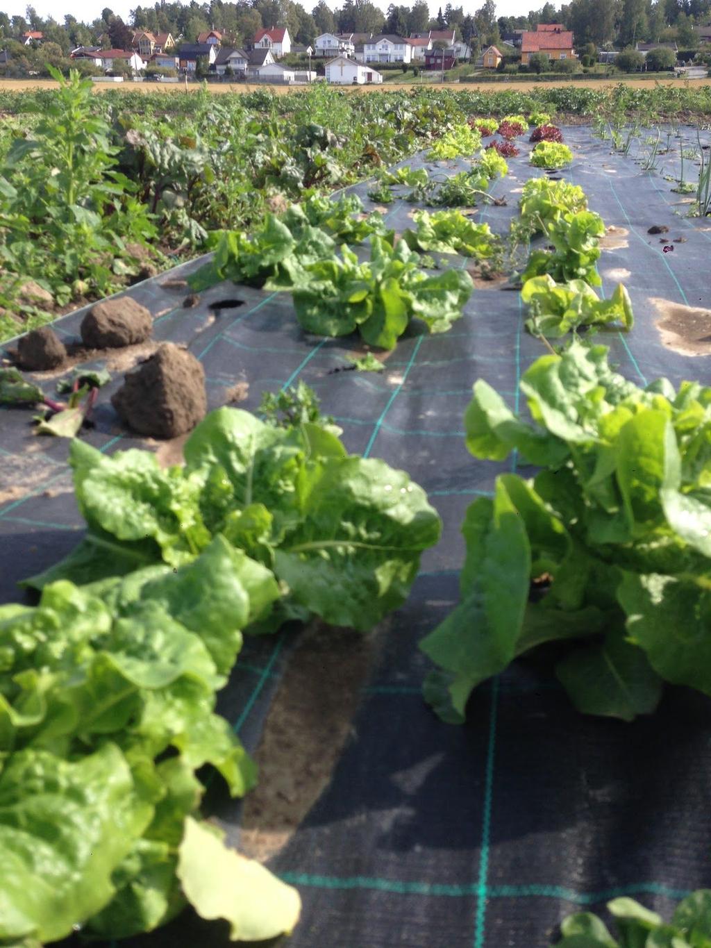 Salat - blad salad Lettuce - leaf type Nesten nede ved gresskarene Almost down by the pumpkins Eget forbruk Own Skjær av - det