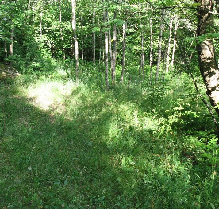 inneholder spredt med ganske grove trær av lønn, ask, osp og bjørk. Naturtypen er vurdert som gammel lauvskog, men har helt klart innslag av edelløvskog i seg.