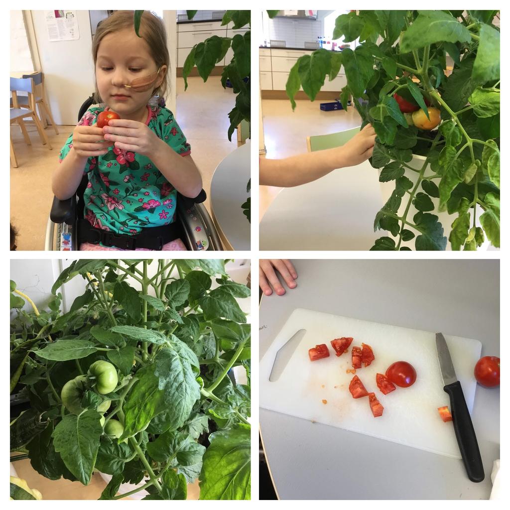 I uke 8 av vårt dyrkingsprosjekt begynte tomatene å bli klare for innhøsting.