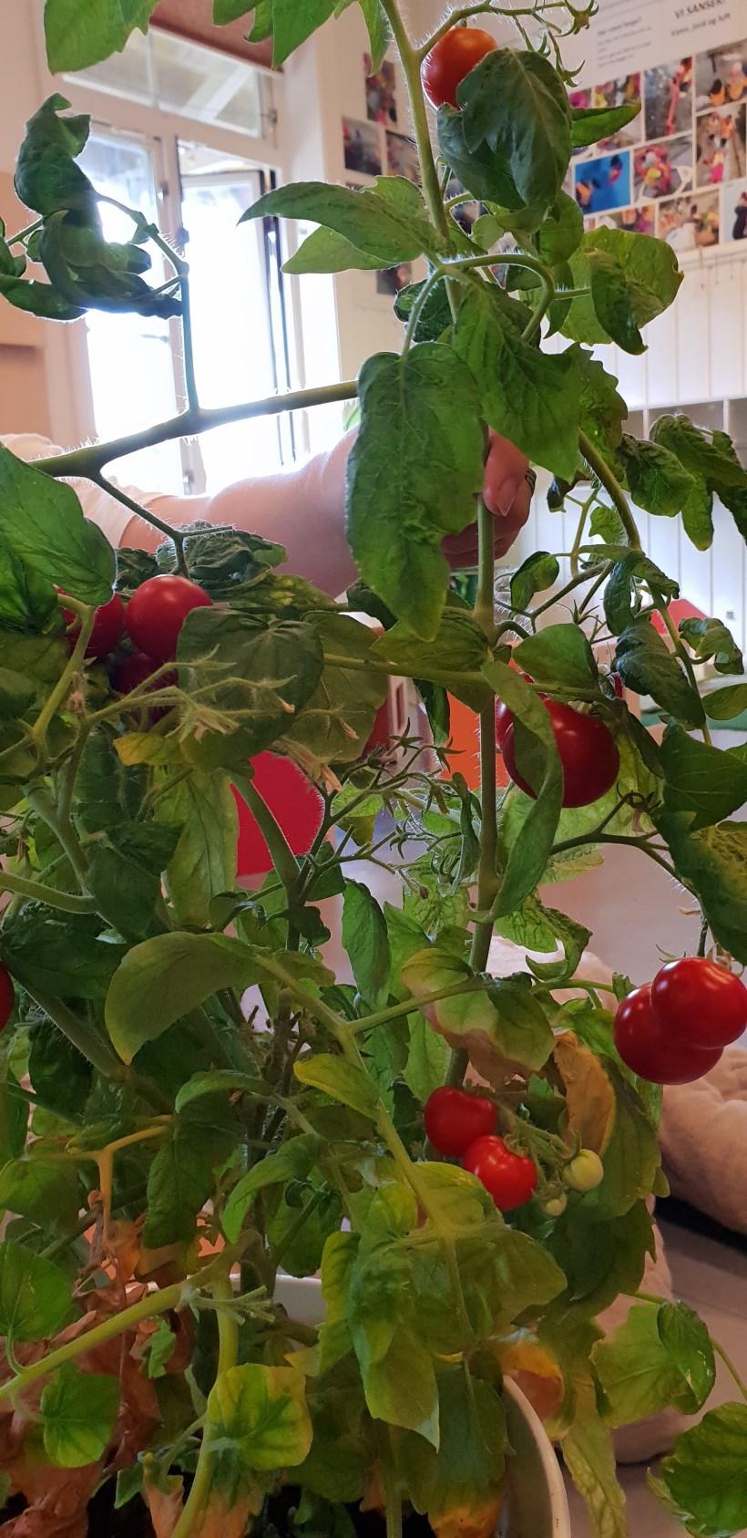 Tomatsuppe av hjemme dyrkede tomater
