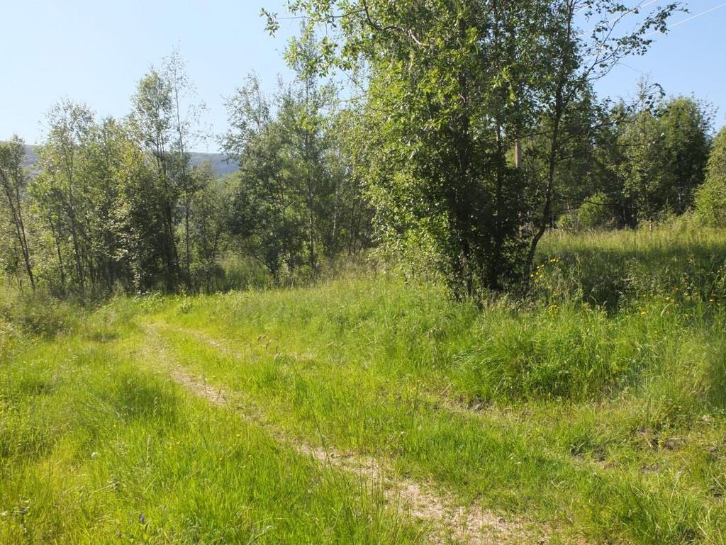 Typisk vegetasjon inne i planområdet. Foto Gisle Jakhelln juli 2014. 5.