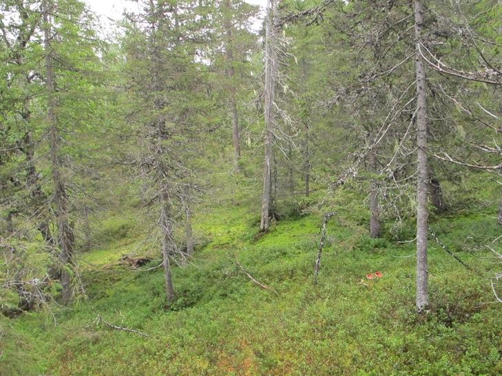 Foto: Rein Midteng Foss øverst i kløfta nær