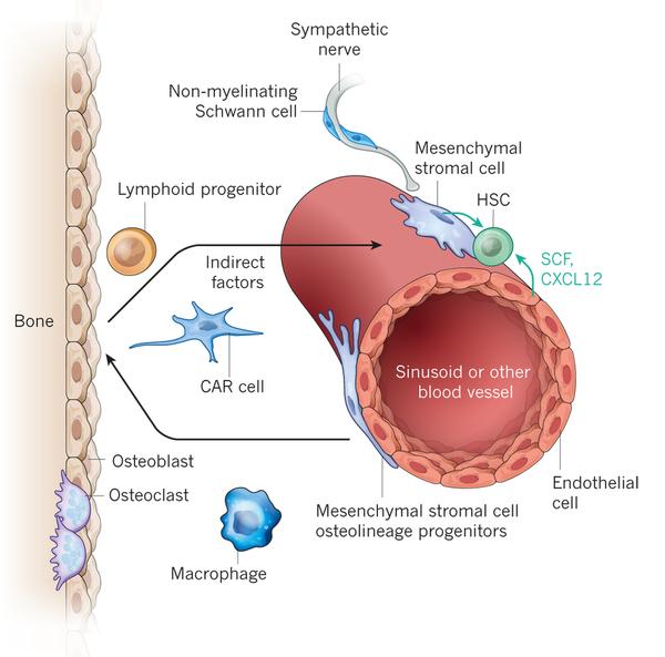 Targeting of the osteoblastic niche can eradicate LSC in CML Parathyroid Hormone Bone