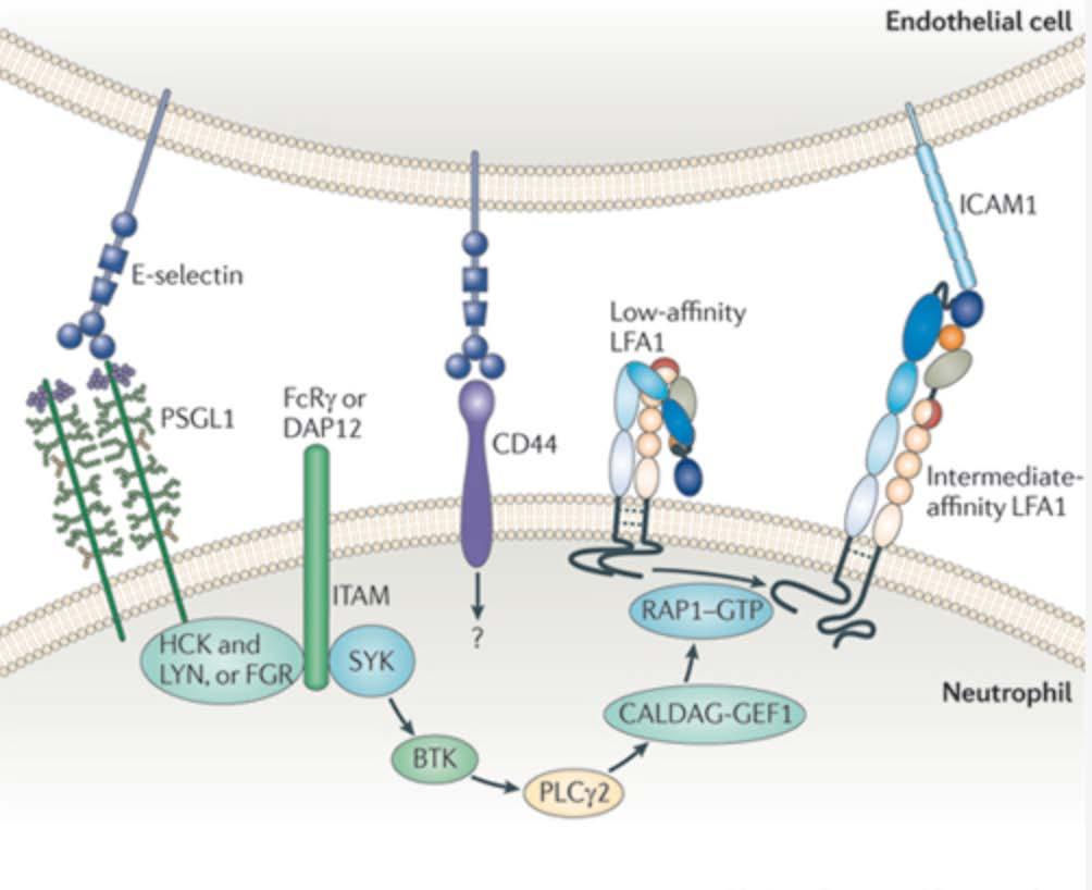 E-selectin is exclusively expressed on endothelial