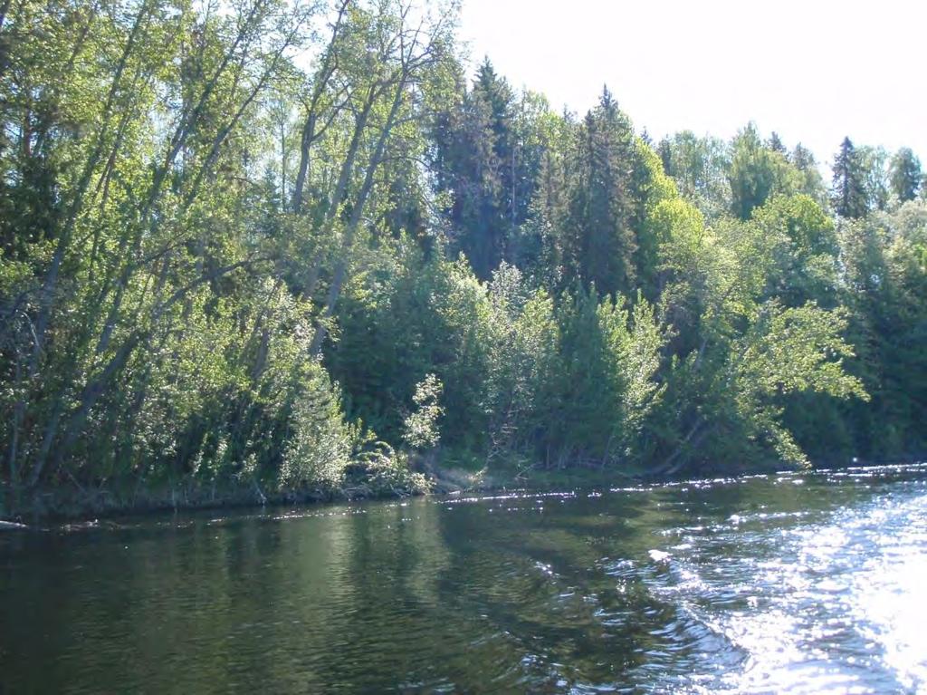 Schjongslunden, skog og