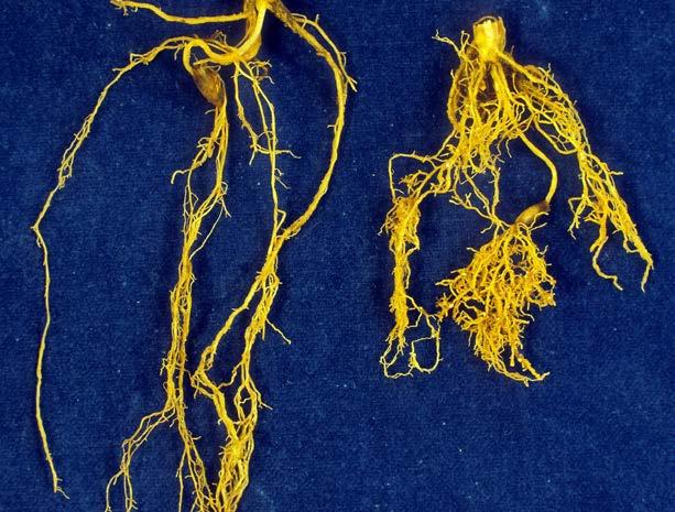 Bilde 7. Rot infisert med korncystenematoder (Heterodera spp.) (Foto: B. Hammeraas). Bilde 8. Røtter infisert av rotgallnematoder (Foto: E. Fløistad, NIBIO).