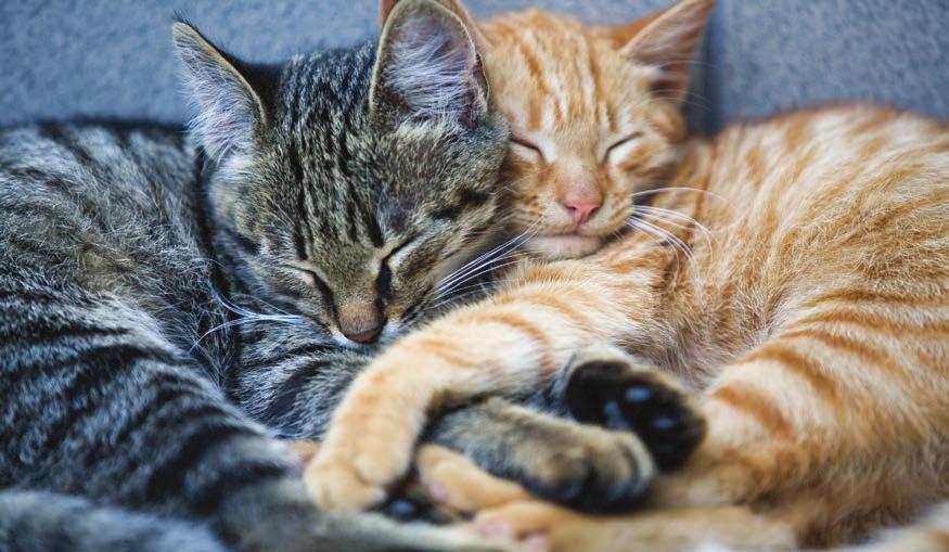 Generelle råd om fôring av katt Bruk av våtfôr øker også katten væskeinntak. For lavt væskeinntak er uheldig fordi en konsentrert urin øker faren for urinstein og andre urinveislidelser.