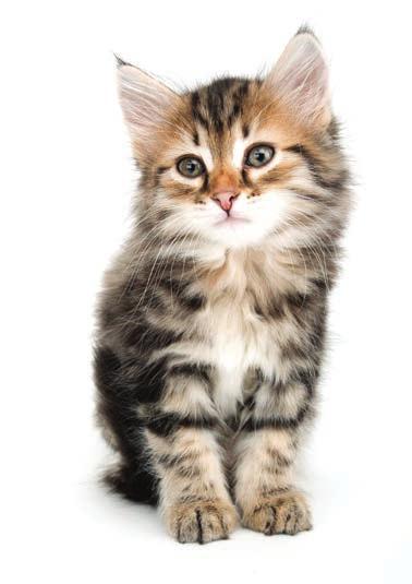 Appetitt Kitten Til kattunger fram til 1 års alder Protein 37,0 % Fett 20,0 % Fiber 1,5 % Aske 7,2 % Kalsium 1,3 % Fosfor 1,0 % Natrium 0,4 % Vitamin A, I.E. 24 000 Vitamin D3, I.E. 1 500 Vitamin E (dl-a-tokoferylacetat), I.