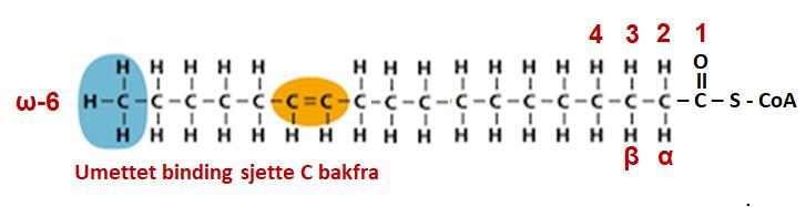 Svar: b) Gi en kort beskrivelse av hvordan fettsyrer degraderes. Hva skjer med produktet? Svar: β carbon oxideres. Mange Oxidasjonsrunder hvor 2 carbon mistes pr runde.