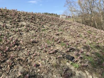 Dette området huser flere forekomster av blærestarr (Carex rhynchophysa) som er en ansvarsart for Bærum kommune.