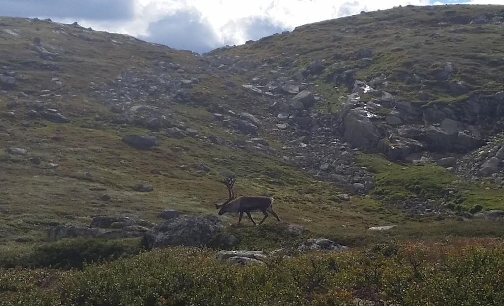 skrantesjuke (Chronic Wasting Disease - CWD)