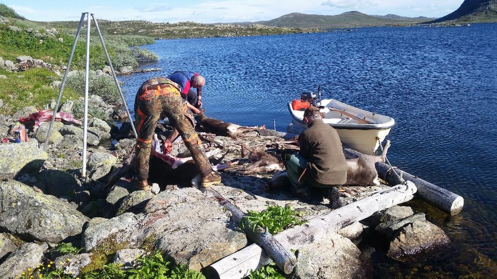 Myndighetene hadde som mål at 30 000 hjortedyr skulle testes for CWD i 2018, med en omtrentlig fordeling på 11 000 tamrein, 1000 oppdrettshjort, 13 000 hjortevilt fra jakt og 5000 hjortedyr (både