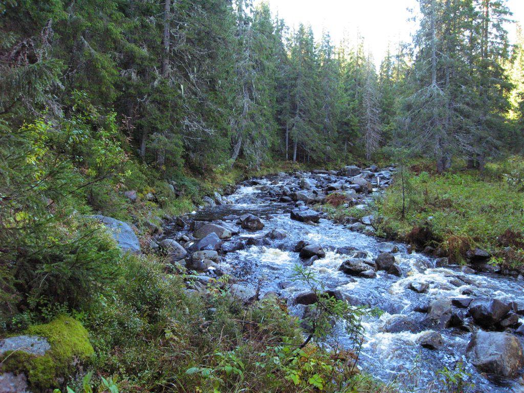 Bilder fra området Lavåa Dalbunnen er