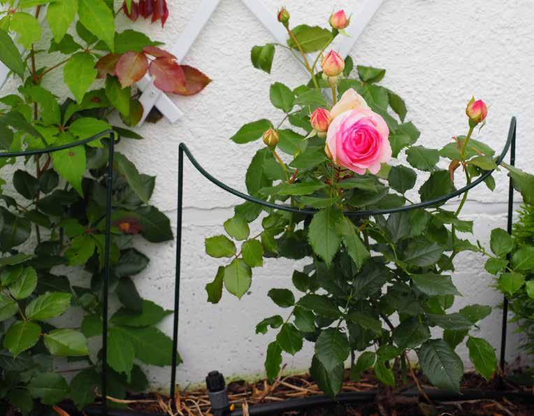 Plantestøtte 40022 Norgarden buskstøtter og espalier er i sortimentet for å