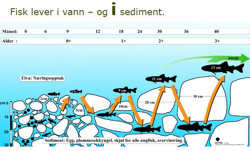 Hvor har insekter og fisk best vilkår? Her: Eller her: Det vises til brev fra Åmot kommune til GLB datert den 13.