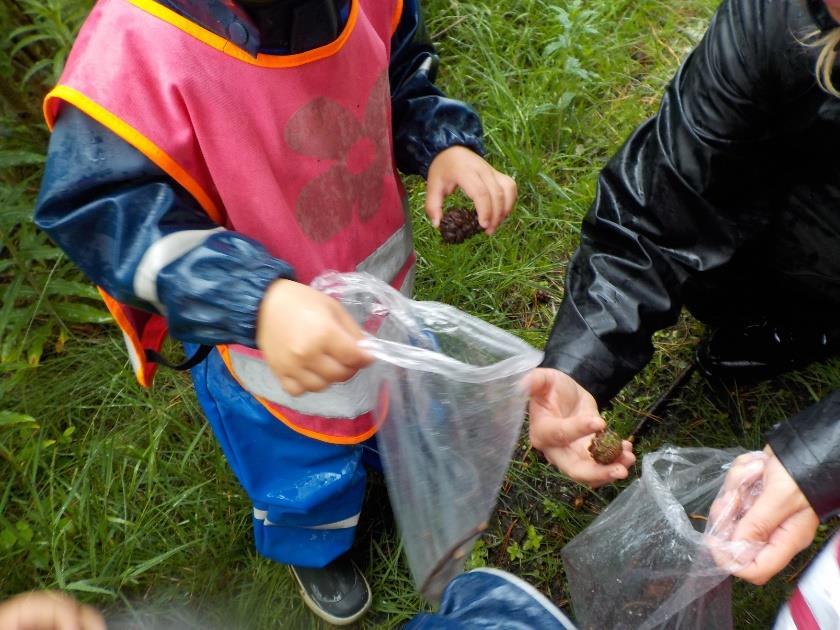 Her er barna med og finner pinner, kongler, mose og bark. De får utdelt små poser de kan putte det oppi og bære med seg. De voksne er aktiv deltakende og hjelper barna. Vi prater om hva vi finner.