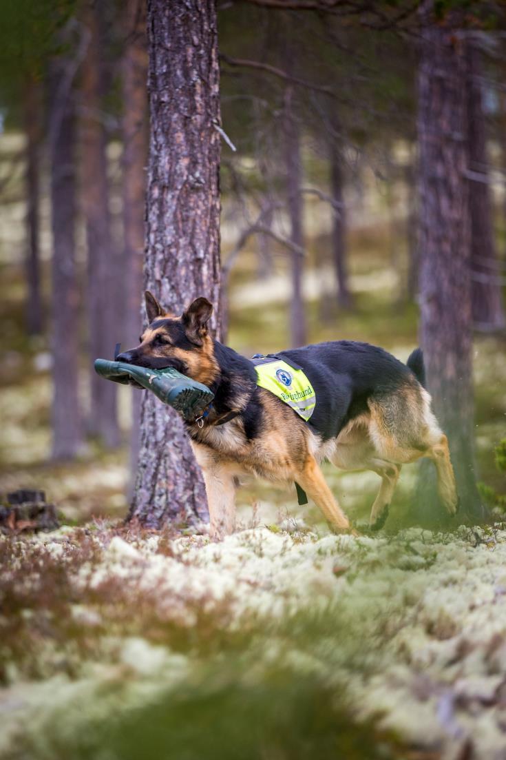 Schäferhund NRH