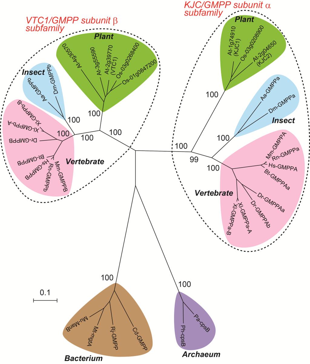 Supplemental Figure 12. KJC/GMPP subunit and VTC1/GMPP subunit subfamilies. The phylogenetic relationships were analyzed using MEGA software (version 6.).