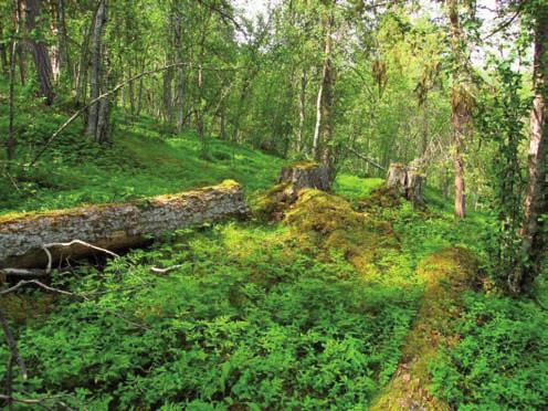 driftsvei og deler av skogen er hogd ut.