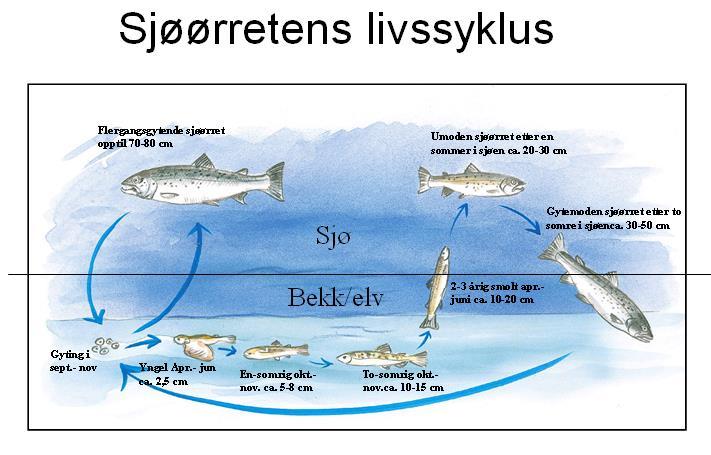 Fakta om ørret og sjøørret Ørret (Salmo trutta L.) har som regel sitt ungdomsstadie knyttet til rennende vann.