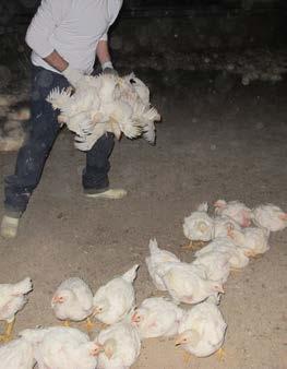 SISTE LIVSFASE ER UTFORDRENDE Vanlig slaktealder for kylling i Norge er 32-34 dager.