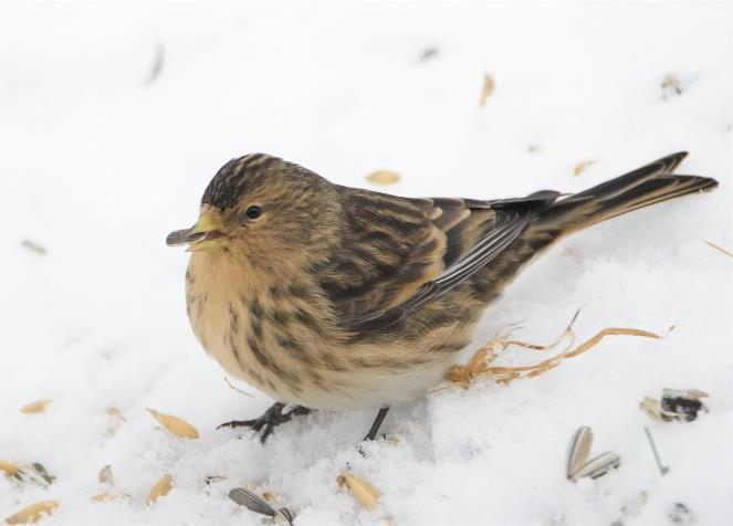 Carduelis flavirostris (NT) Mette