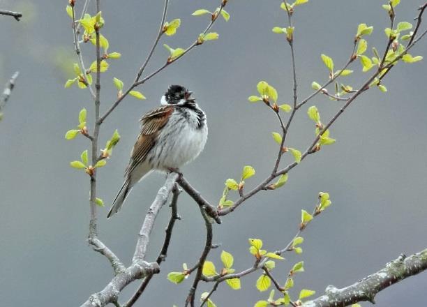 Havhest, Fulmarus glacialis (EN)