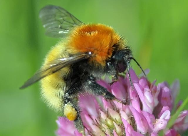 2017) Kysthumle, Bombus muscorum (NT) Dag