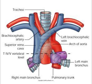 Høyreleiet aorta!