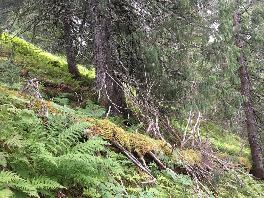Bilder fra området Ottmohøgda Stedvis er skogen
