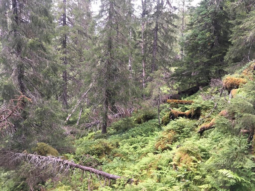 Hertzberg Skogen er mer glissen i de fuktige