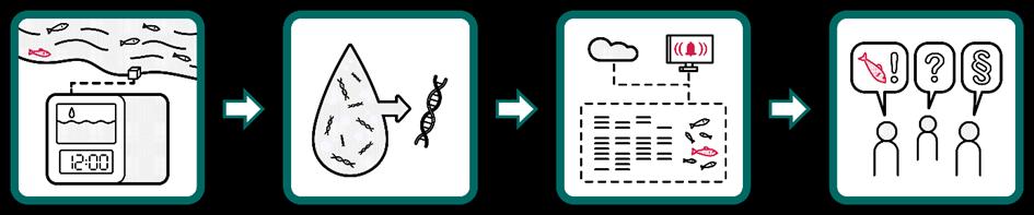 Figur 1. illustrerer de ulike trinnene i en automatisk miljøovervåking. Første bilde viser en kontinuerlig innsamling av prøver fra vann. Deretter filtreres vannprøvene og DNA tas ut.