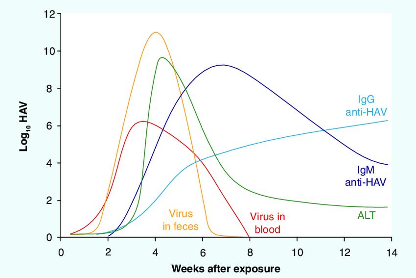 Smitteførende periode Inkubasjonstid 2 6 uker, vanligvis 4 Virus kan påvises i avføring 14-21 dager før debut av gulsott 8 dager etter debut av gulsott Størst konsentrasjon av HAV i avføring og