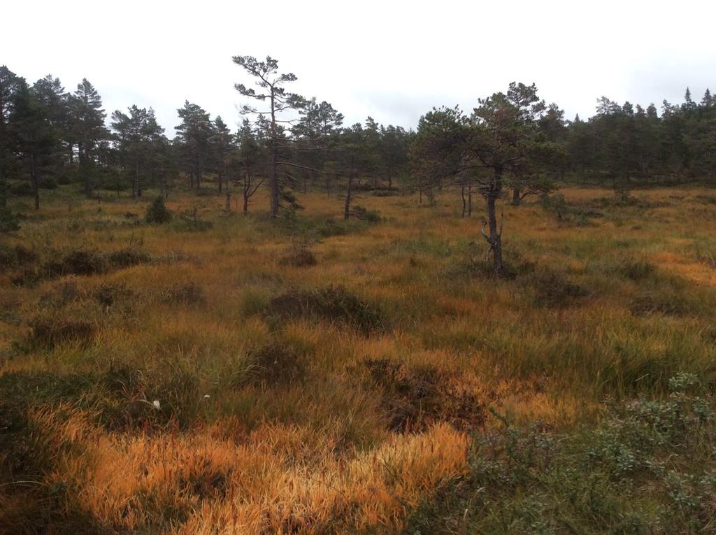 Bilder fra området Grøneliane NR vest