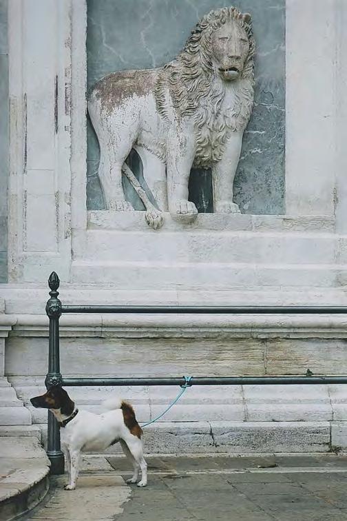 Terrier som passer på