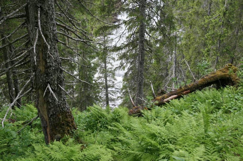 sør. Inntaksdammen som er antydet på bildet over vil være ca 7 meter høy og ca 30 meter bred