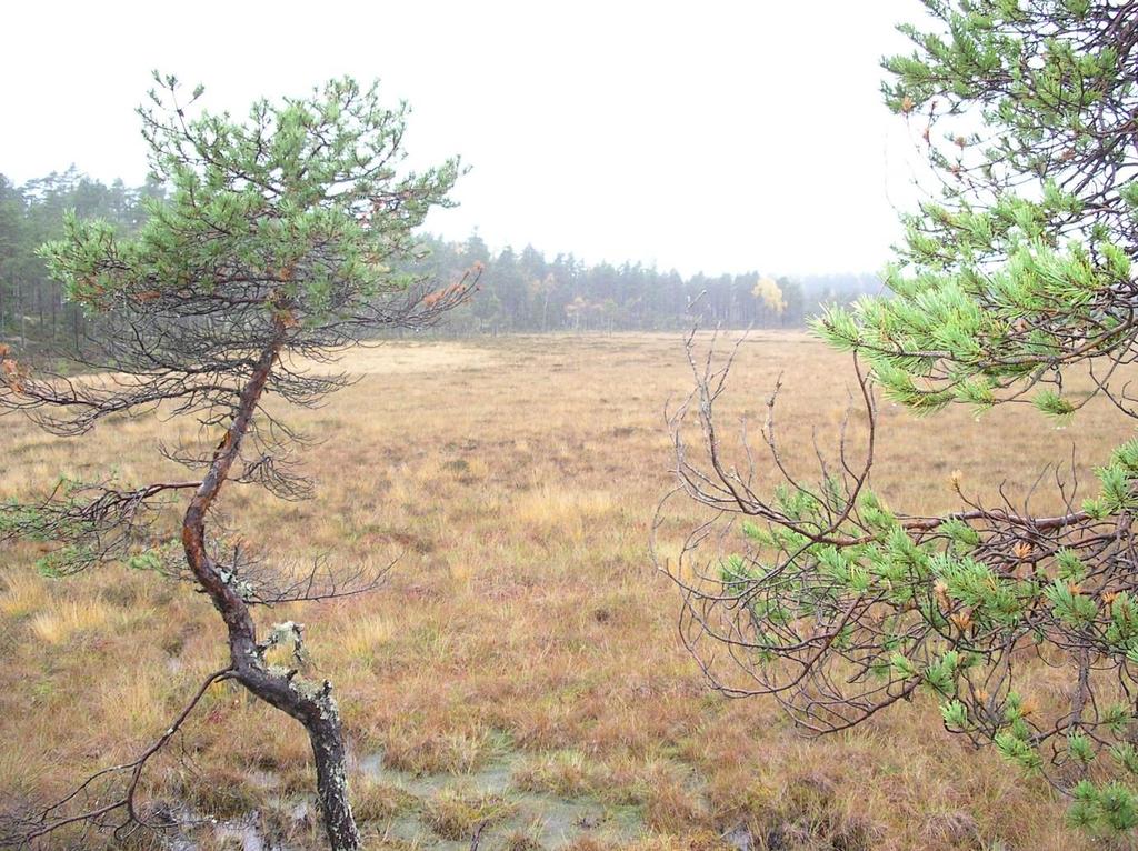 Bestandsplan for elgvald Rødenes Øst, Marker